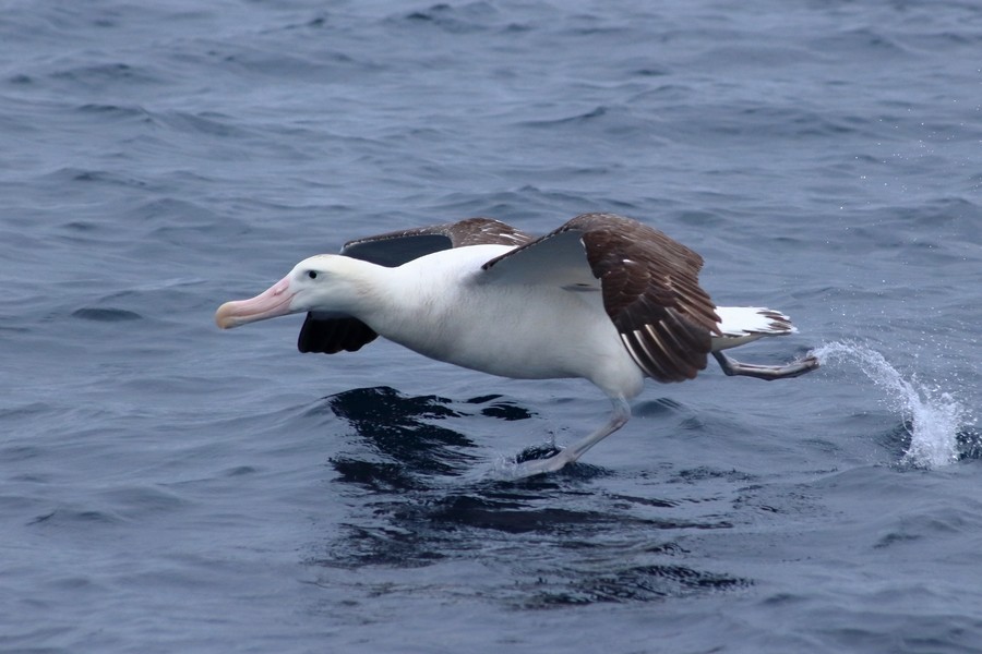 Tristan Albatross - Rémi Bigonneau