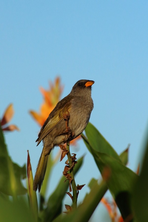 Great Pampa-Finch (Eastern) - Rémi Bigonneau
