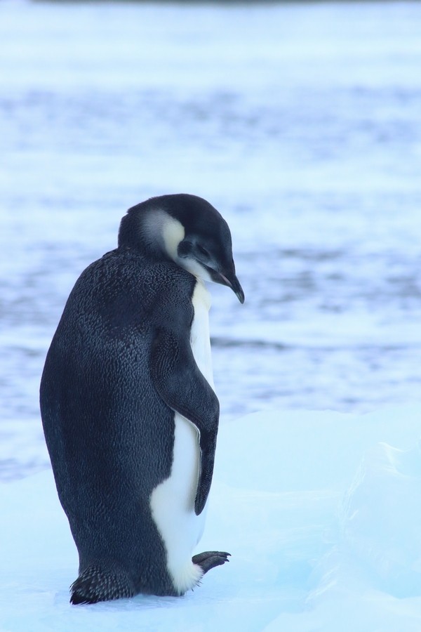 Emperor Penguin - Rémi Bigonneau