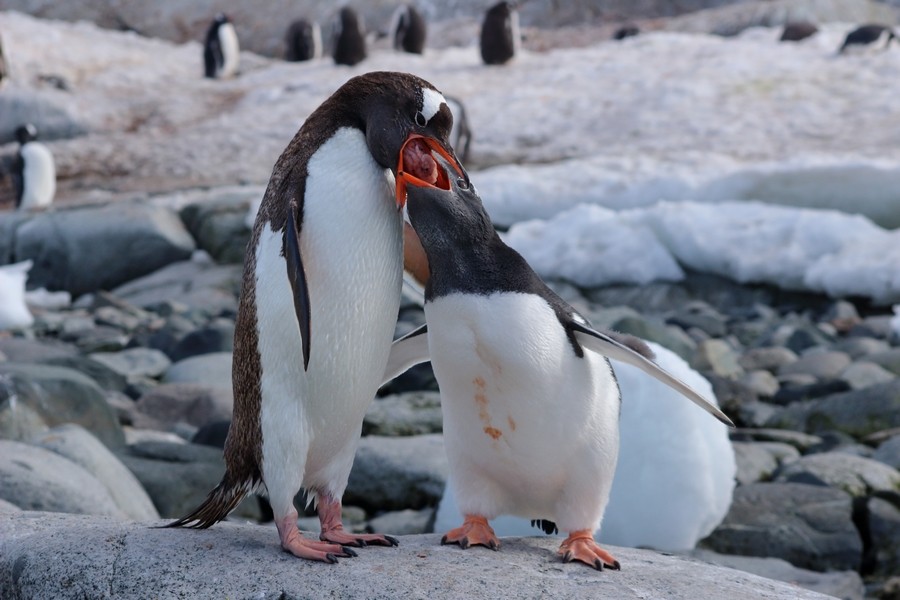 Gentoo Penguin - Rémi Bigonneau