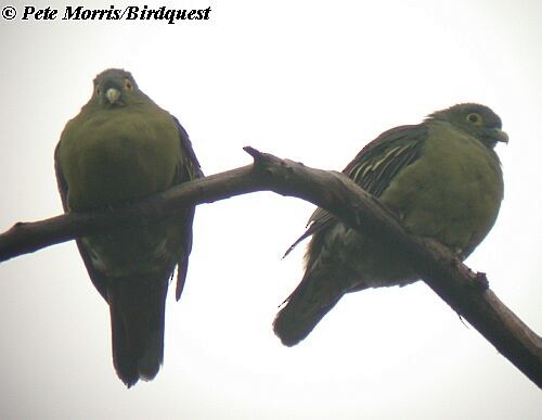 Gray-cheeked Green-Pigeon - Pete Morris