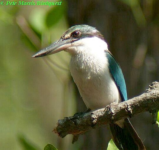 Collared Kingfisher (Collared) - Pete Morris