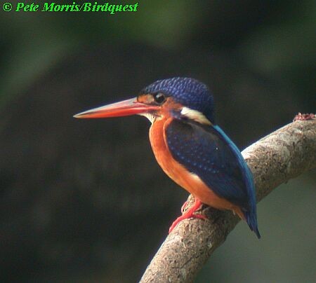 Blue-eared Kingfisher - Pete Morris