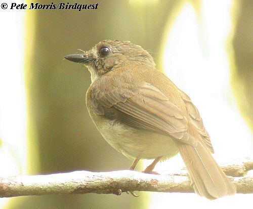 Gray-chested Jungle Flycatcher - Pete Morris