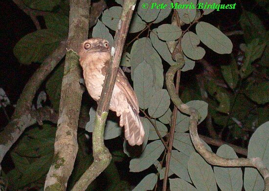 Gould's Frogmouth - Pete Morris