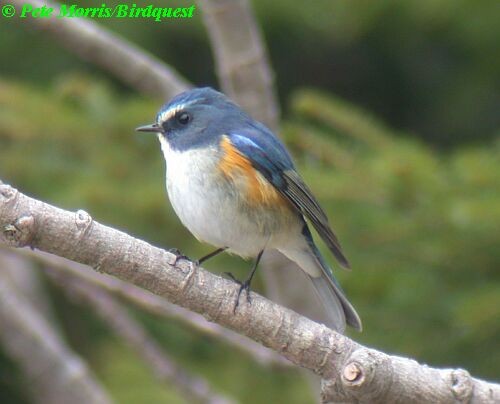 Red-flanked Bluetail - Pete Morris