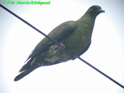 Whistling Green-Pigeon (Ryukyu) - Pete Morris