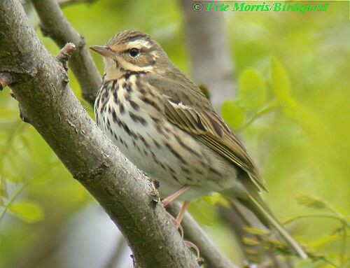 Olive-backed Pipit - Pete Morris