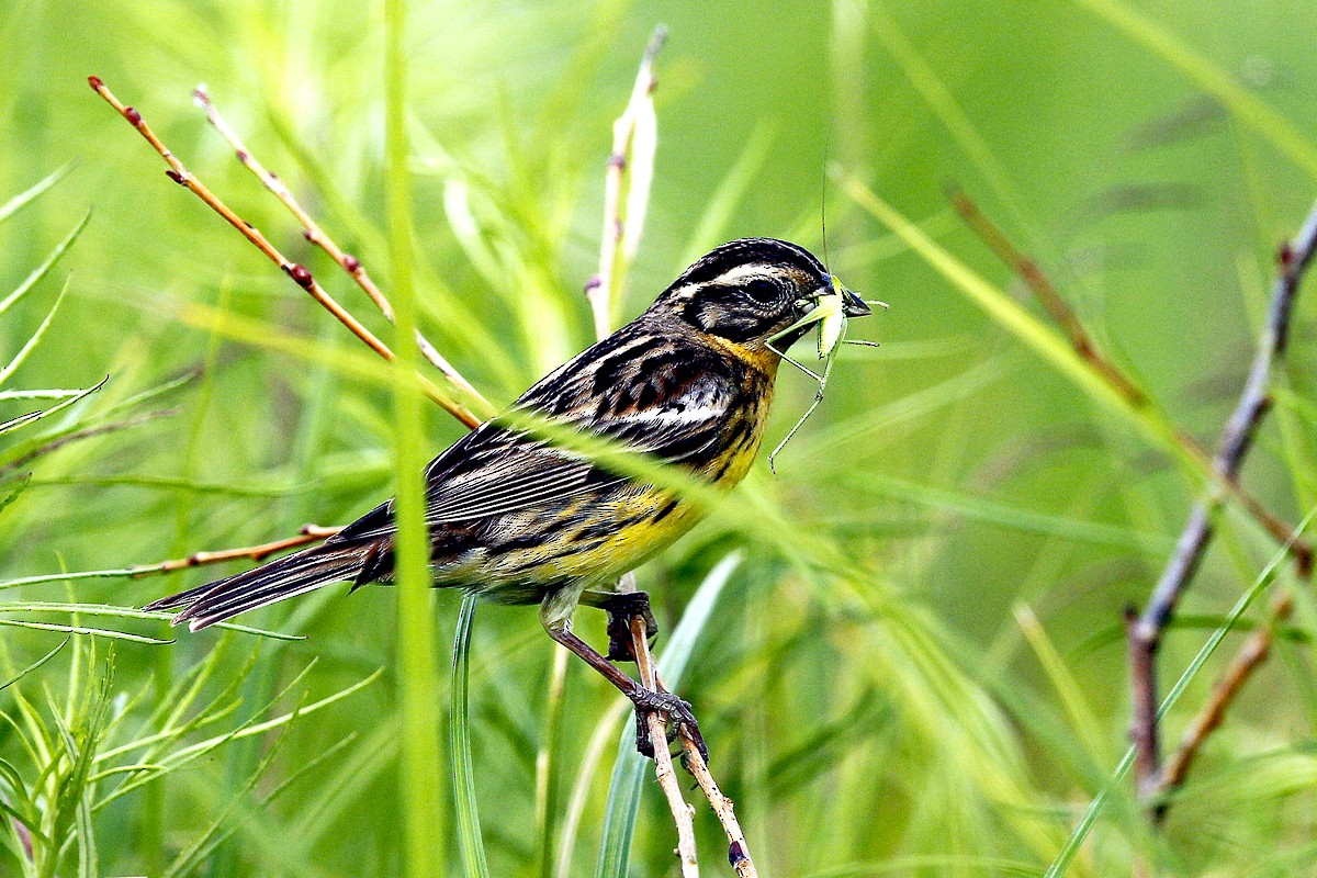 Yellow-breasted Bunting - 独行虾 Bird.soong