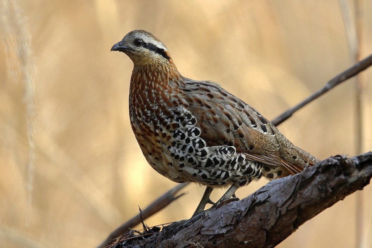 Mountain Bamboo-Partridge - 独行虾 Bird.soong