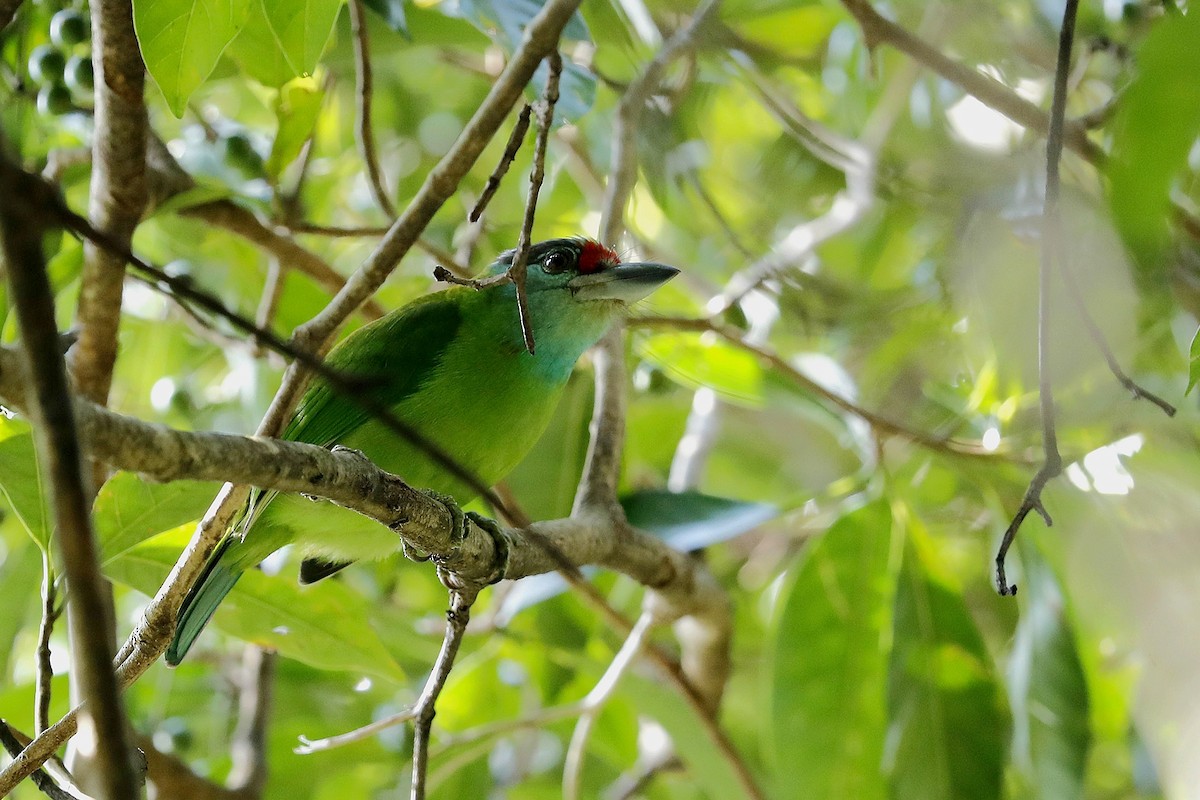 Turquoise-throated Barbet - ML205869951