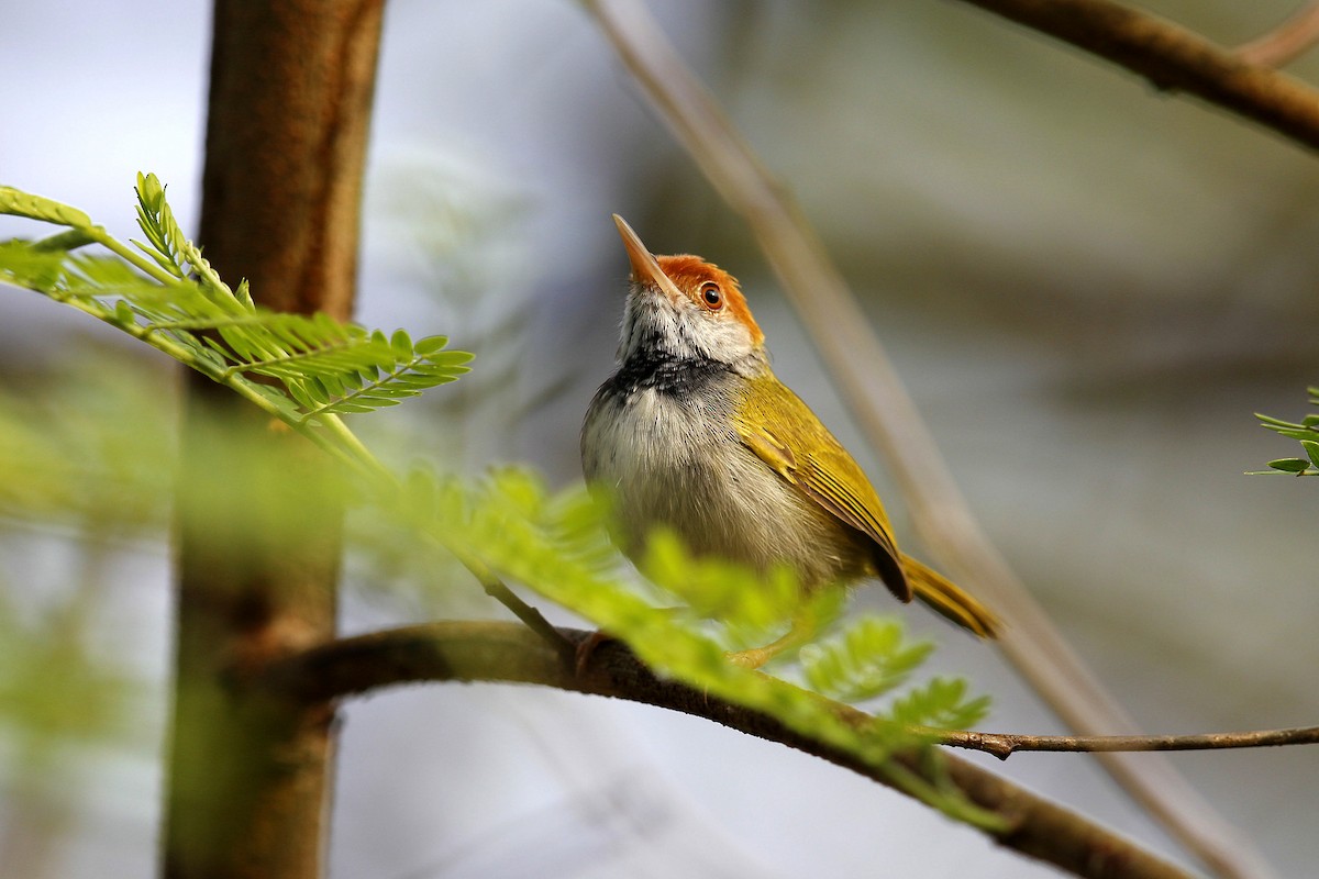 Dark-necked Tailorbird - 独行虾 Bird.soong