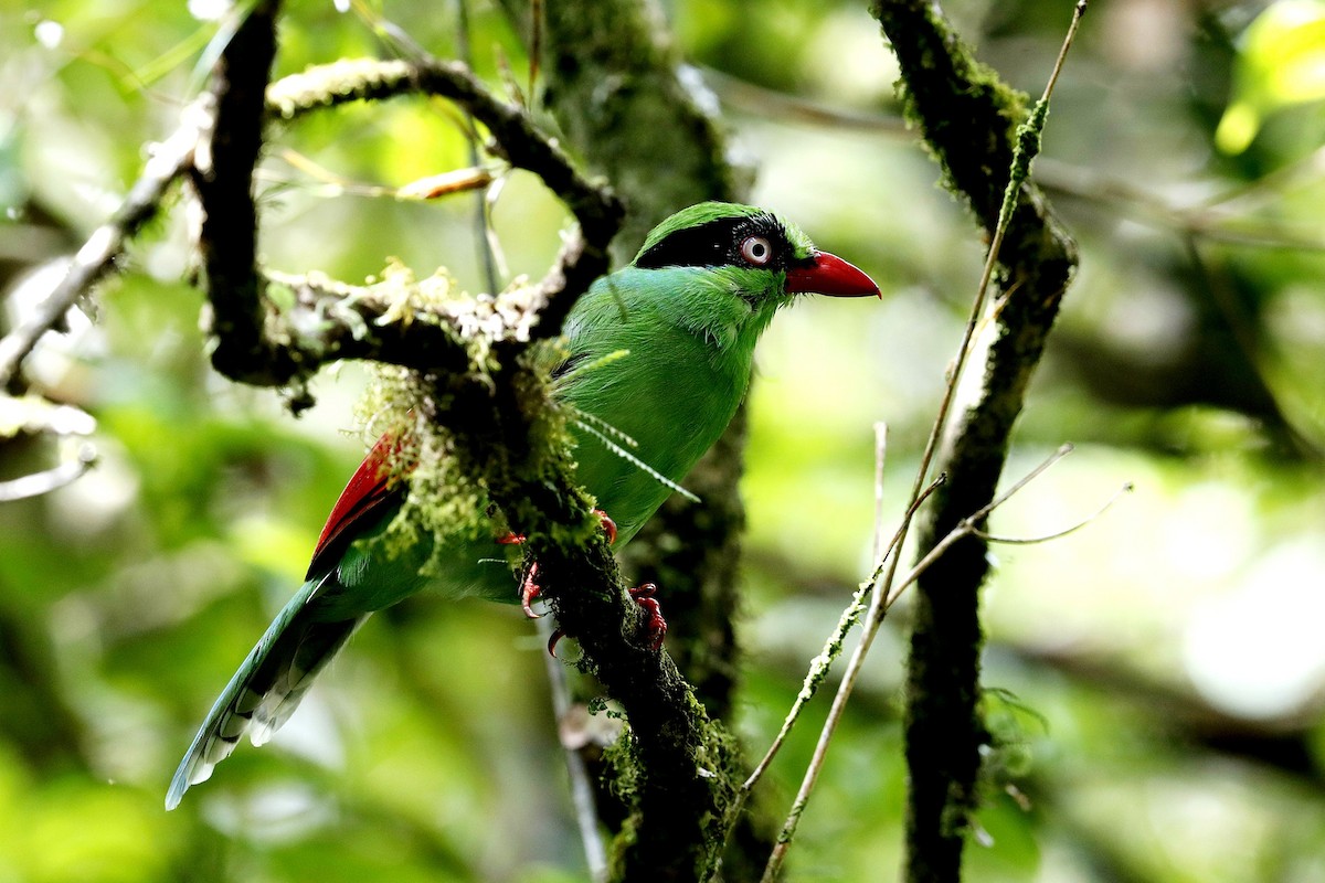 Bornean Green-Magpie - 独行虾 Bird.soong