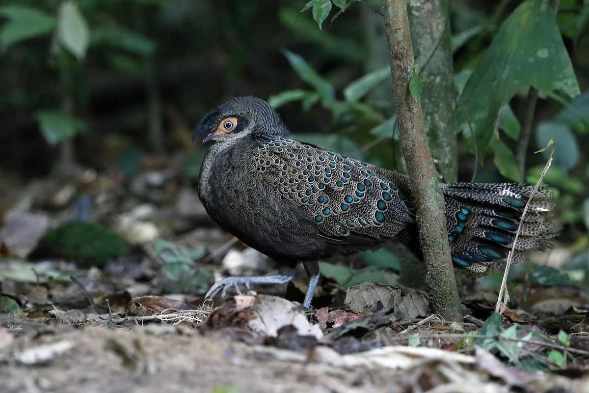 Malayan Peacock-Pheasant - 独行虾 Bird.soong
