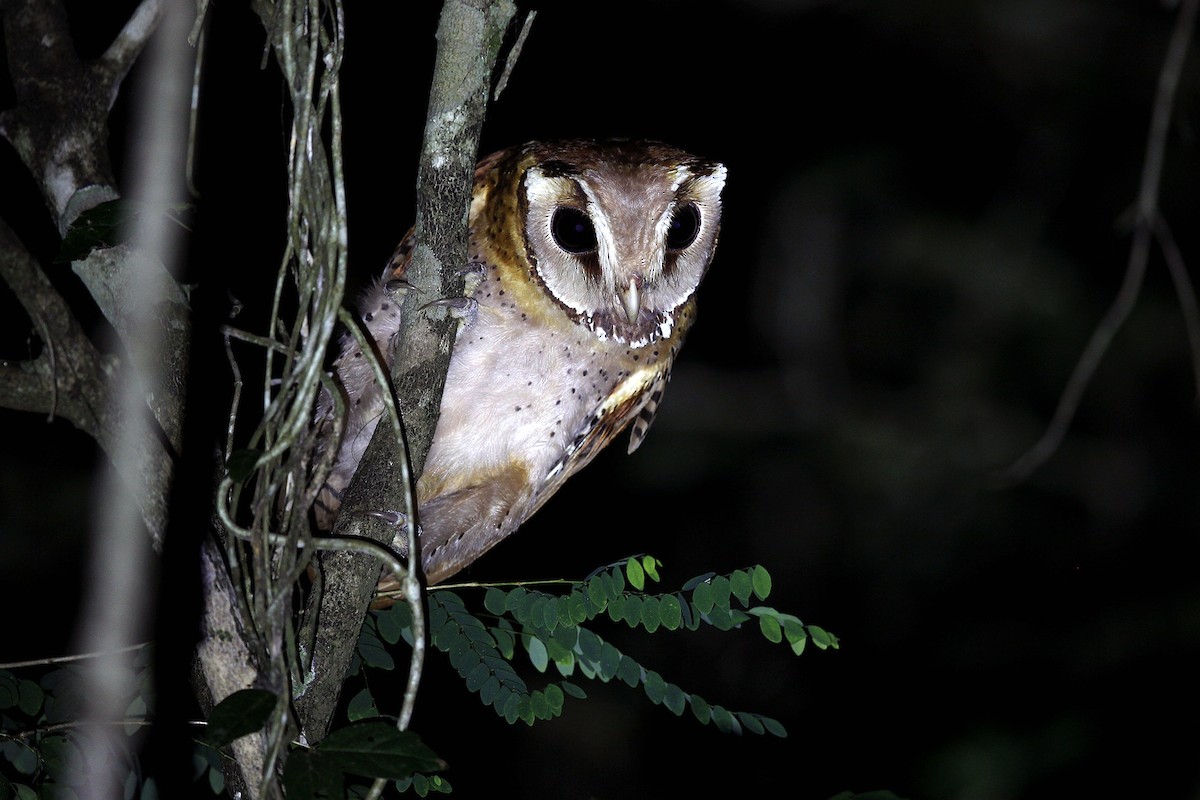 Oriental Bay-Owl - 独行虾 Bird.soong