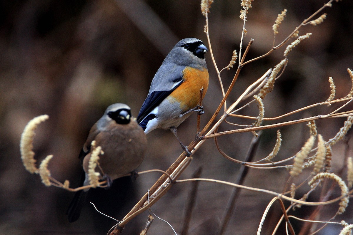 Gray-headed Bullfinch - 独行虾 Bird.soong