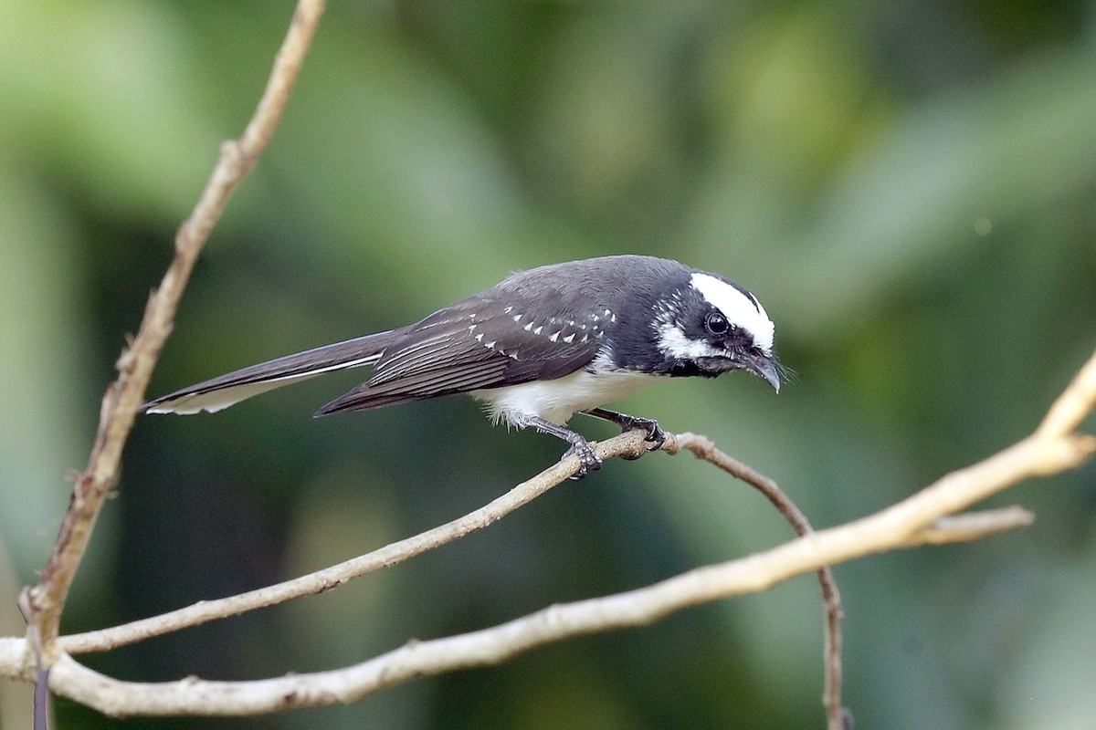 White-browed Fantail - ML205870231