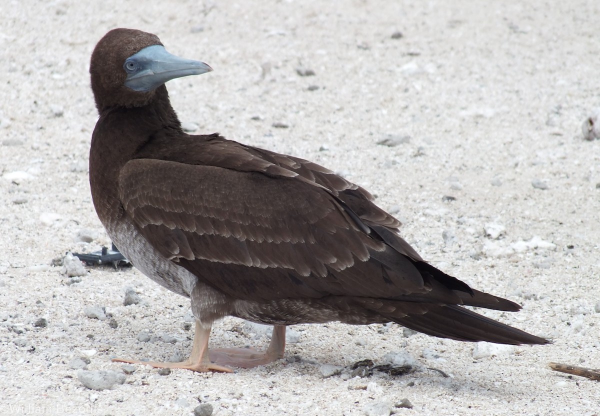 Brown Booby (Forster's) - William Bezodis