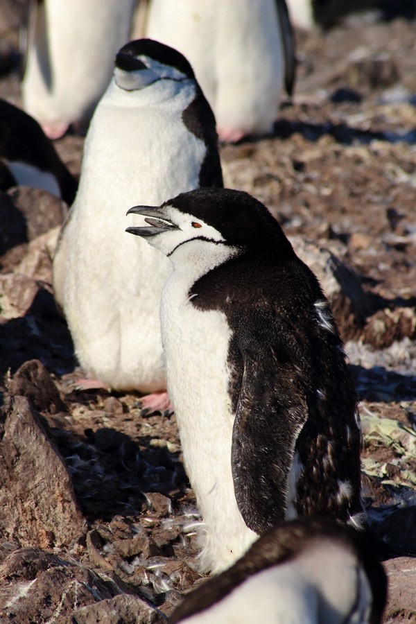 Пінгвін антарктичний - ML205870391