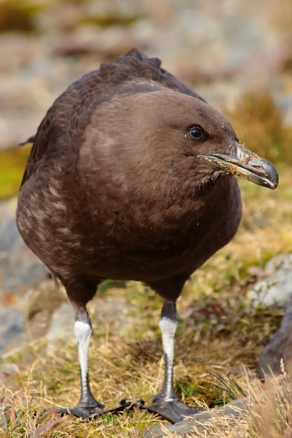 Brown Skua (Falkland) - Rémi Bigonneau