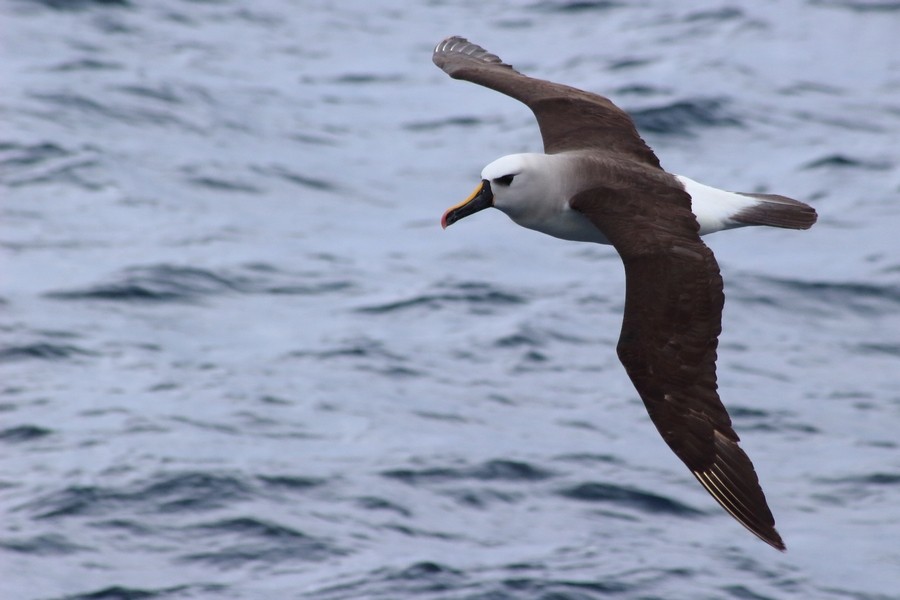 Albatros à nez jaune - ML205870591
