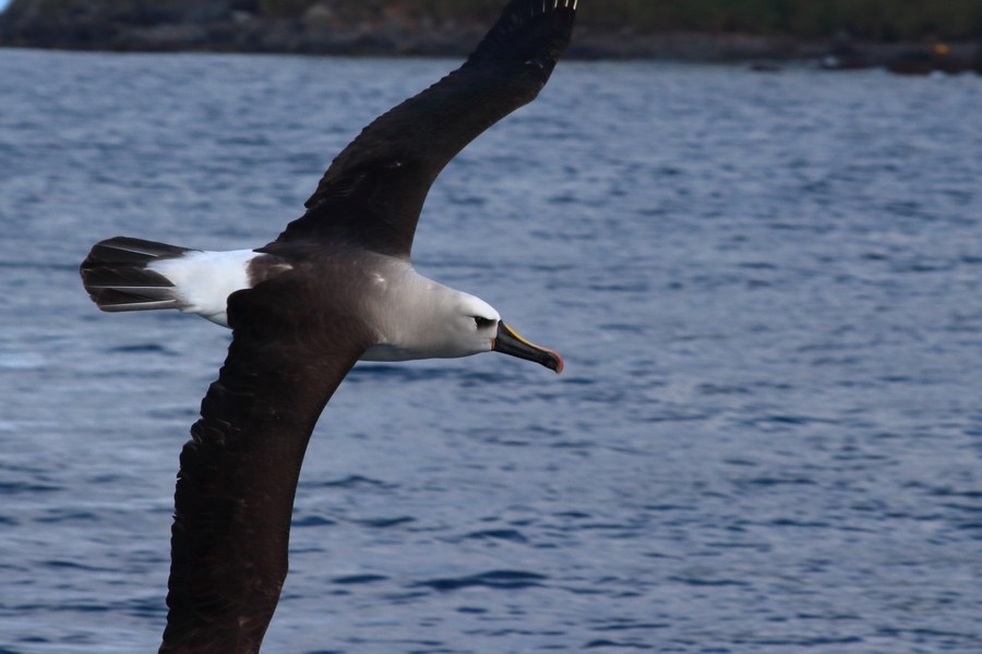 Atlantic Yellow-nosed Albatross - Rémi Bigonneau