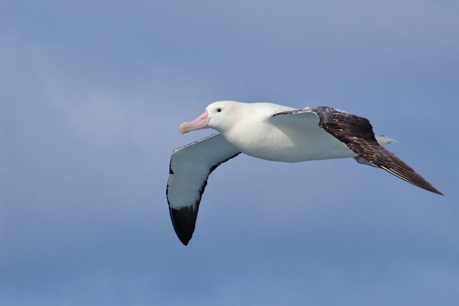 Tristan Albatross - Rémi Bigonneau