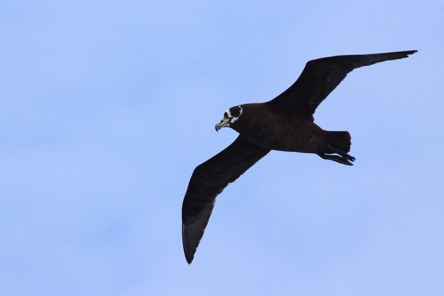 Spectacled Petrel - ML205870651