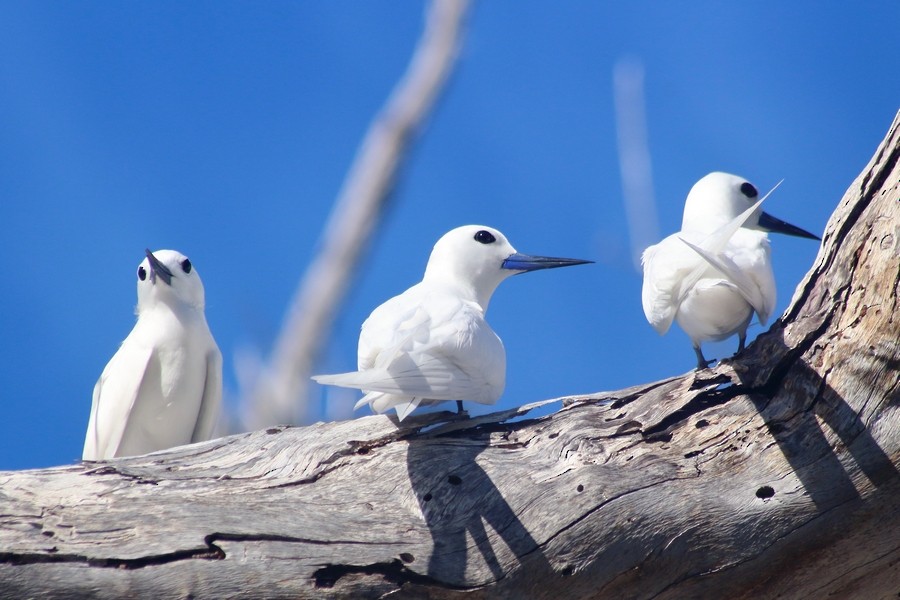 White Tern (Pacific) - Rémi Bigonneau