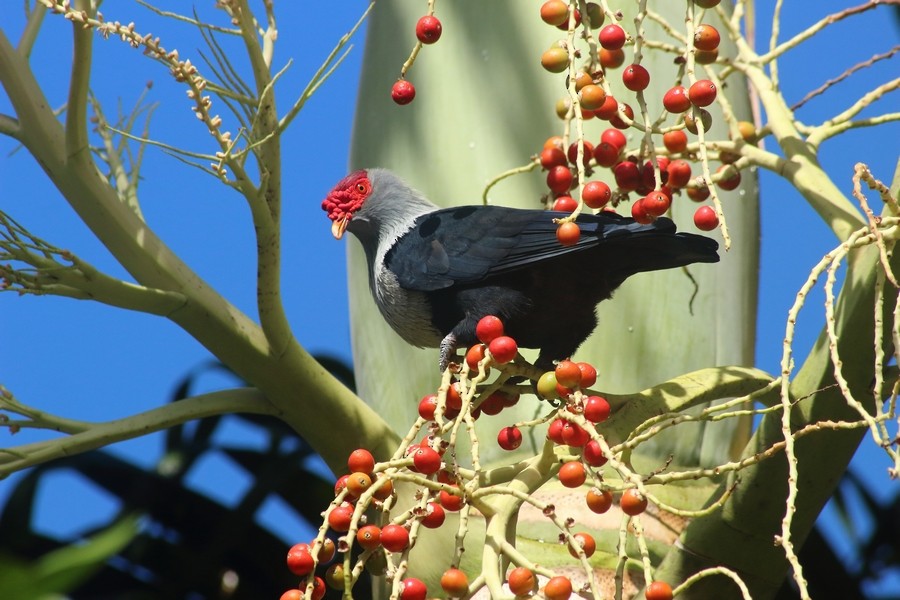Seychelles Blue-Pigeon - ML205870881