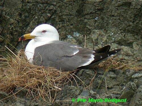 Black-tailed Gull - Pete Morris