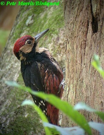 White-backed Woodpecker (Amami) - Pete Morris