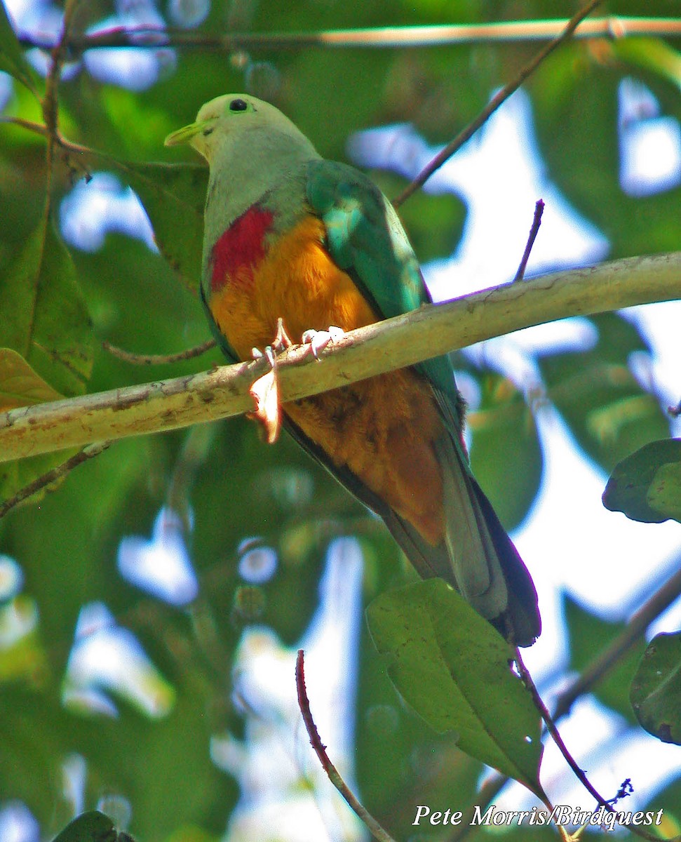 Scarlet-breasted Fruit-Dove - ML205872331