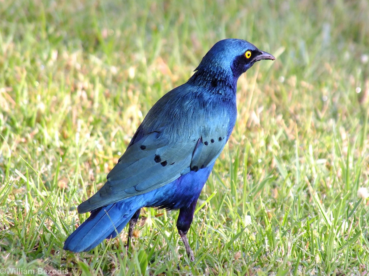 Greater Blue-eared Starling - William Bezodis