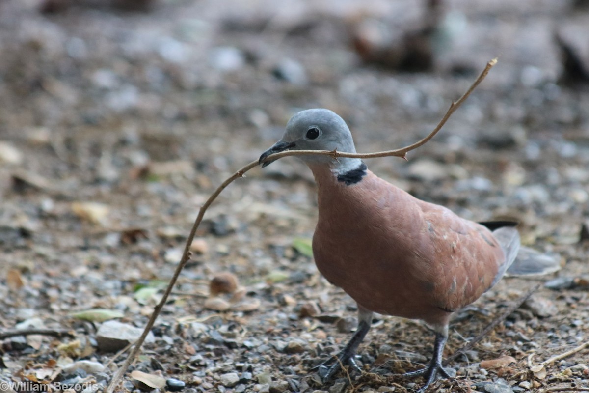 Red Collared-Dove - ML205872781