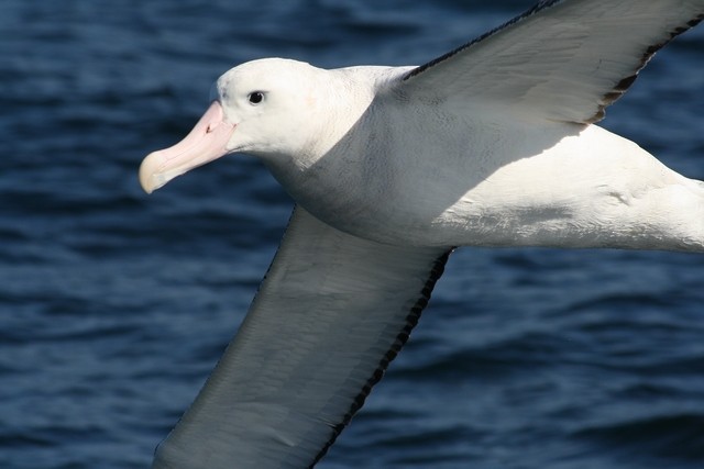 Snowy/Tristan/Antipodean Albatross - Rémi Bigonneau