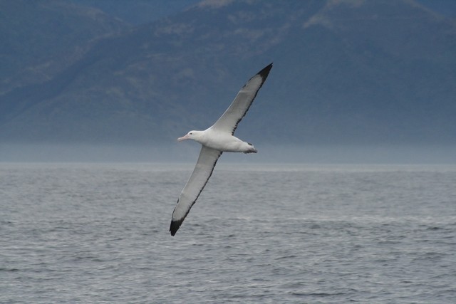 Snowy/Tristan/Antipodean Albatross - Rémi Bigonneau