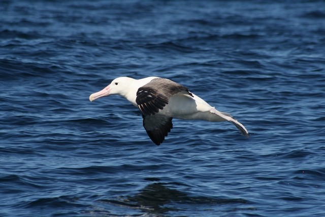 Southern Royal Albatross - Rémi Bigonneau
