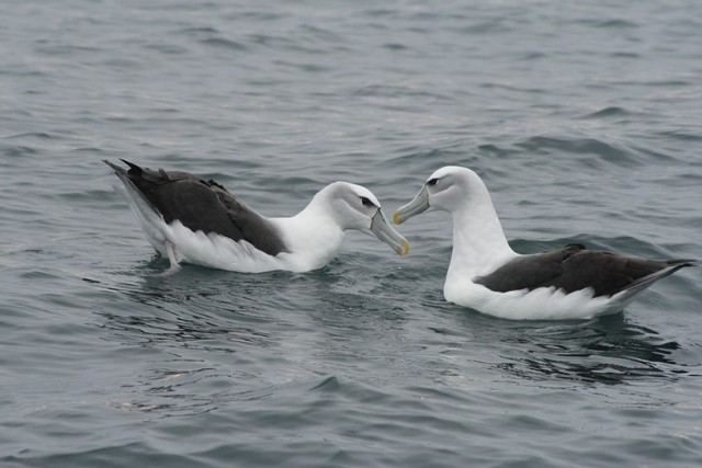 White-capped Albatross (steadi) - Rémi Bigonneau