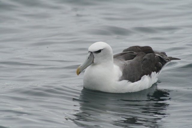 White-capped Albatross (steadi) - Rémi Bigonneau