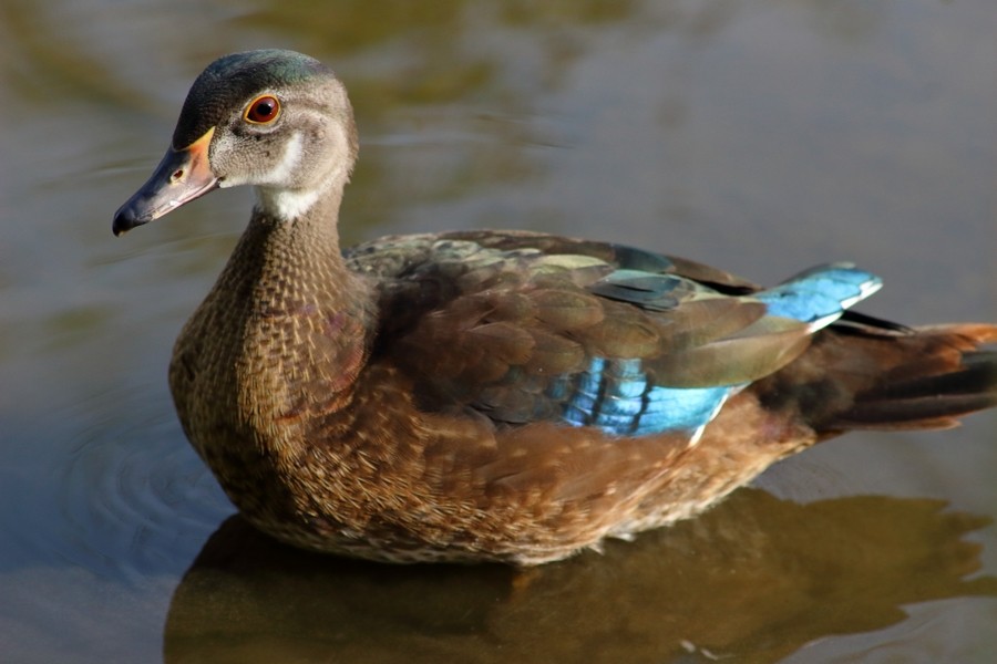 Wood Duck - Rémi Bigonneau