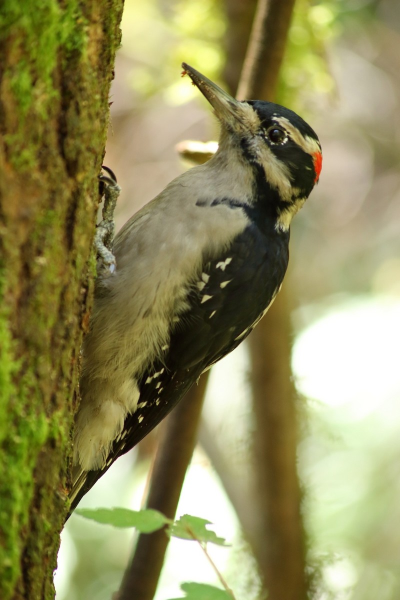 Hairy Woodpecker - Rémi Bigonneau