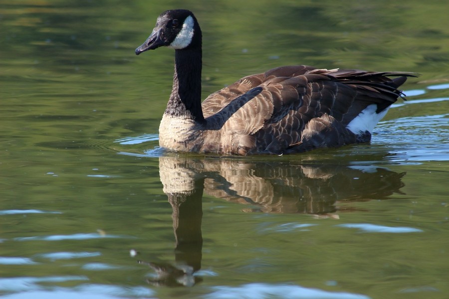 Canada Goose - Rémi Bigonneau