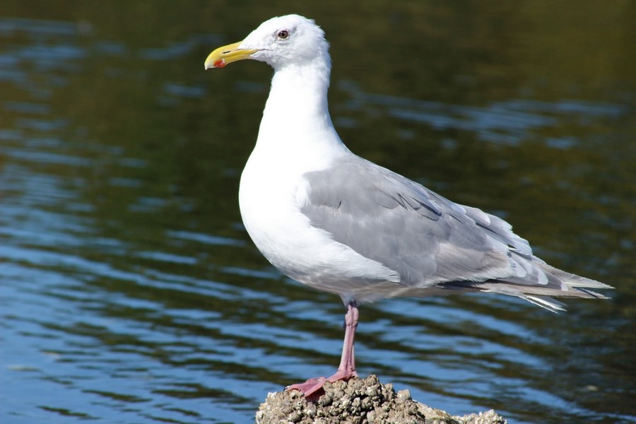 Glaucous-winged Gull - Rémi Bigonneau