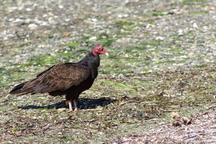 Turkey Vulture (Northern) - Rémi Bigonneau