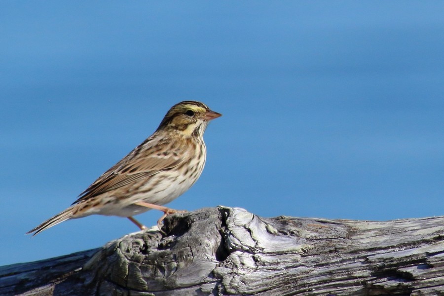 Savannah Sparrow (Savannah) - Rémi Bigonneau