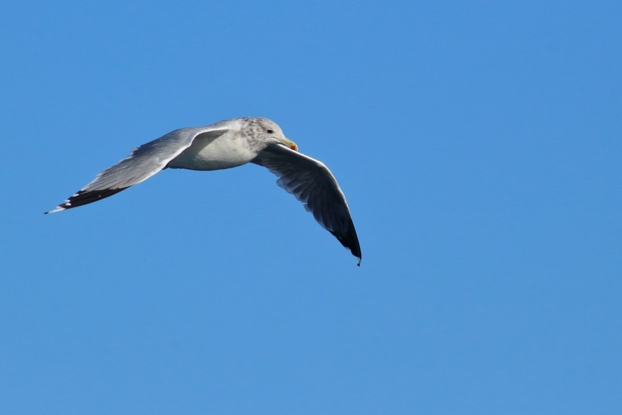 California Gull (albertaensis) - Rémi Bigonneau