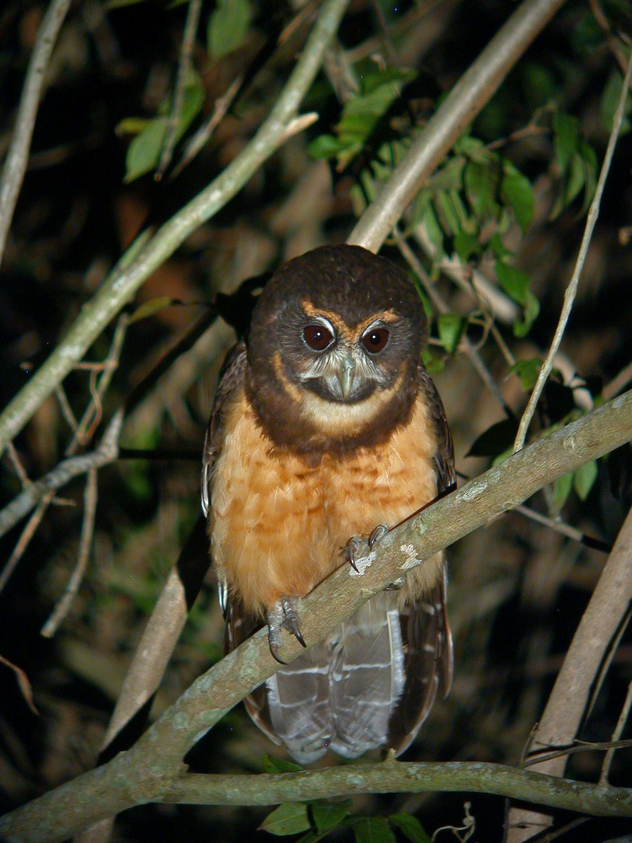 Tawny-browed Owl - Pete Morris