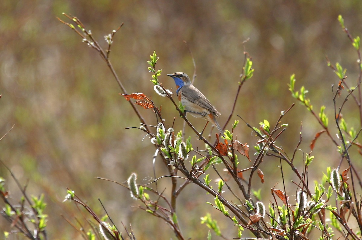 Bluethroat (Red-spotted) - Pete Morris