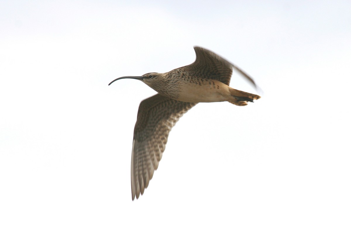 Bristle-thighed Curlew - Pete Morris